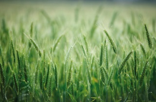 Καλλιέργεια κριθαριού